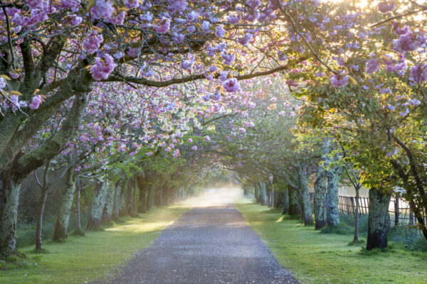 Cherry Drive