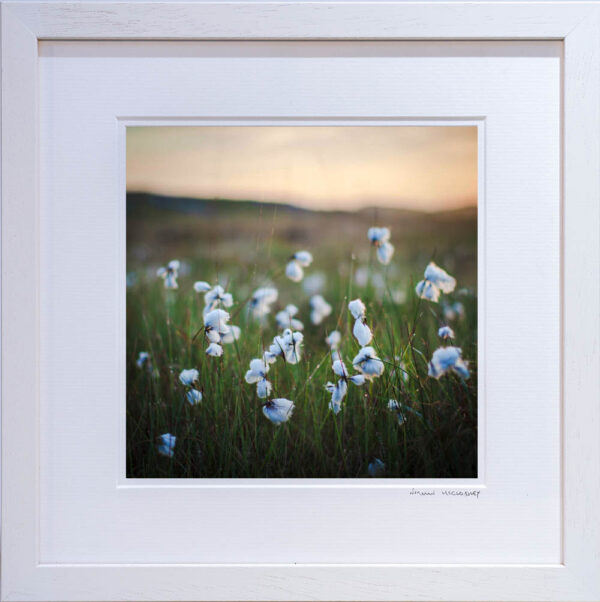Bog Cotton - OPEN - Image 2