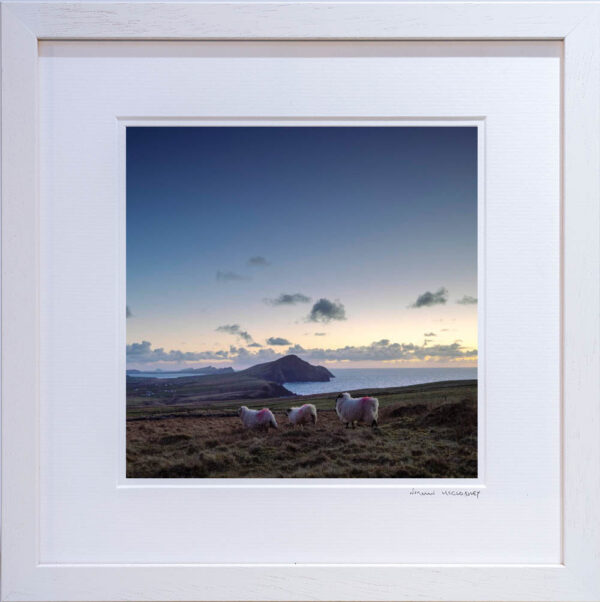 Dingle Sheep - OPEN - Image 2