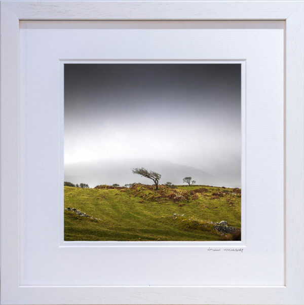 Burren Tree - OPEN - Image 2