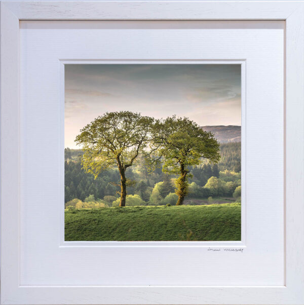 Two Trees, Kenmare - OPEN - Image 2