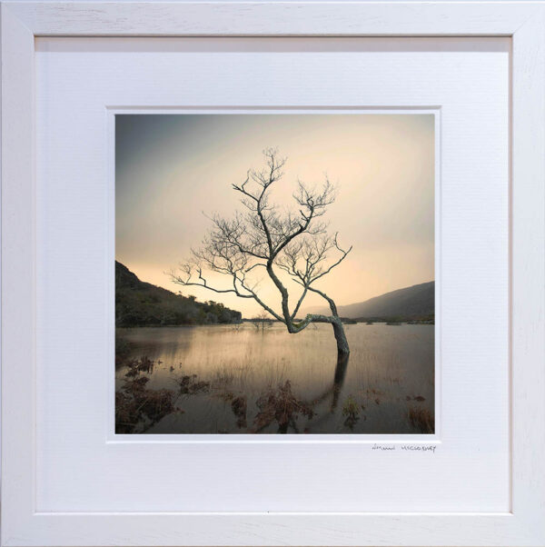Upper Lake Tree - OPEN - Image 2