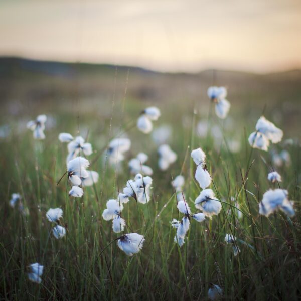 Bog Cotton - OPEN