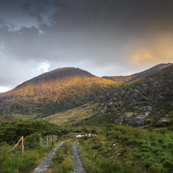 Beara Sheep - OPEN