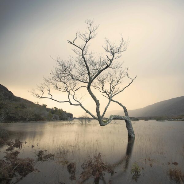 Upper Lake Tree - OPEN