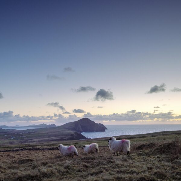 Dingle Sheep - OPEN