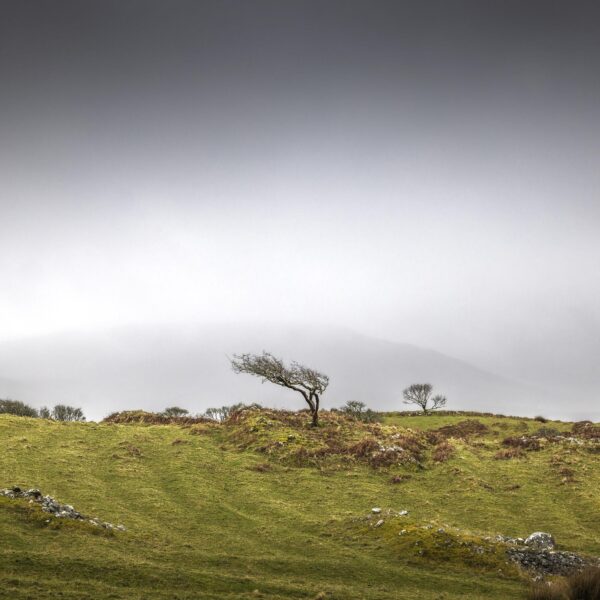 Burren Tree - OPEN