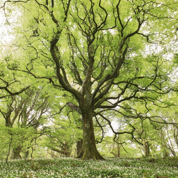 Wild Garlic Oak - OPEN