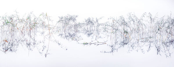 Fishes in Reeds
